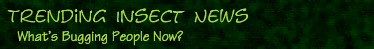 Trending Insect News