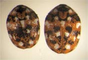 Image of two carpet beetles.