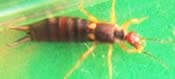 Image of an earwig.
