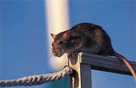 A roof rat showing climbing behavior.